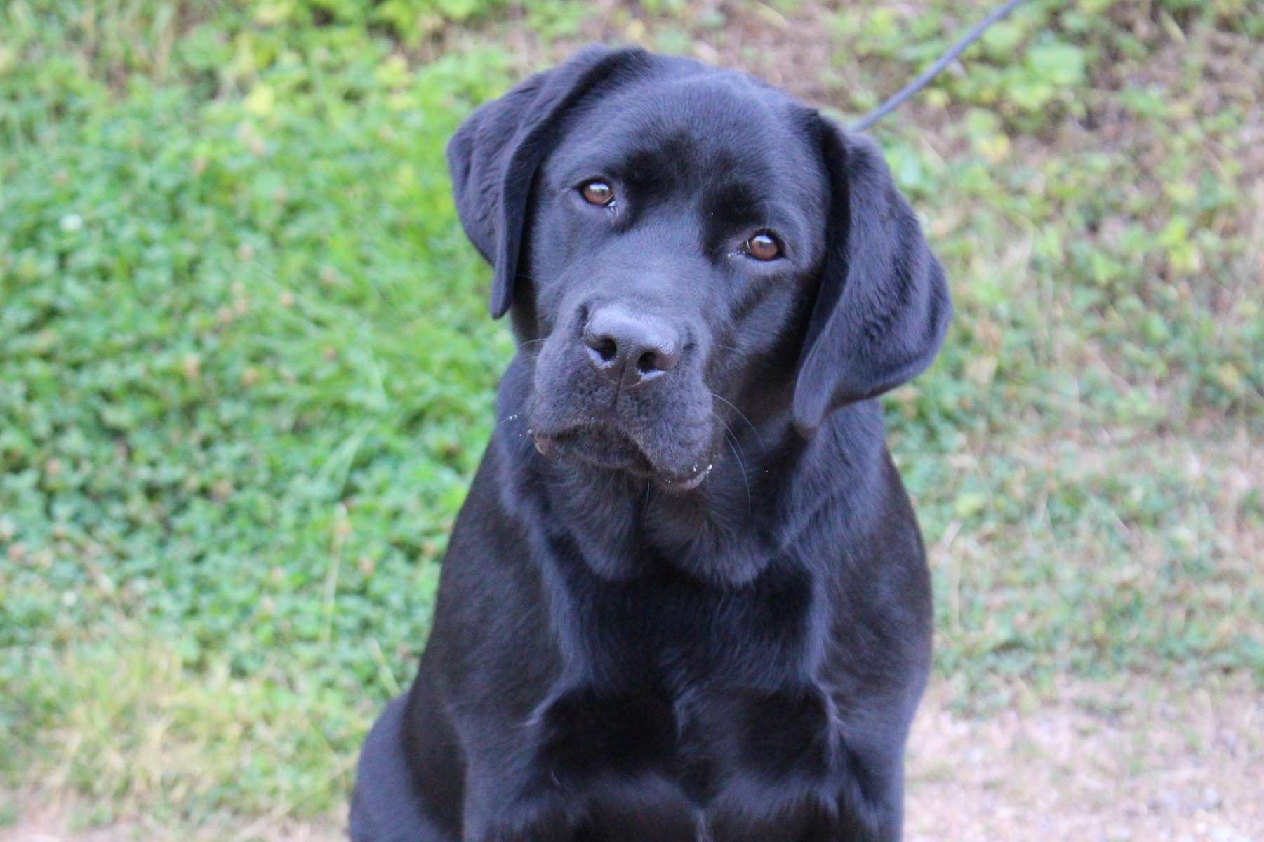 Les Labrador Retriever de l'affixe Des terres sacrees