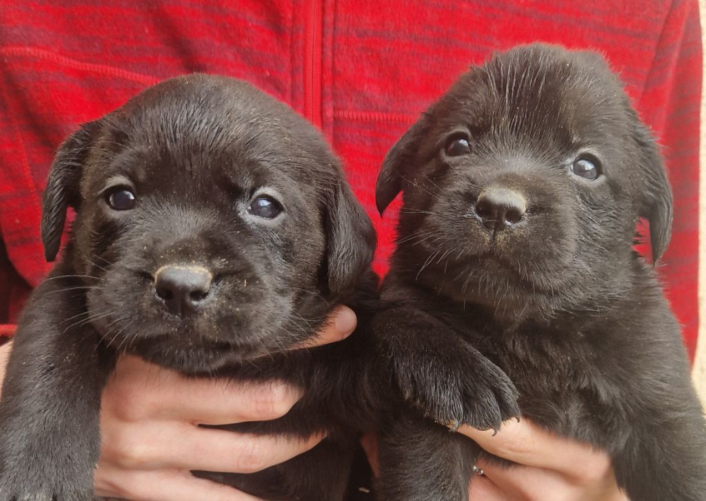 Des terres sacrees - Chiot disponible  - Labrador Retriever