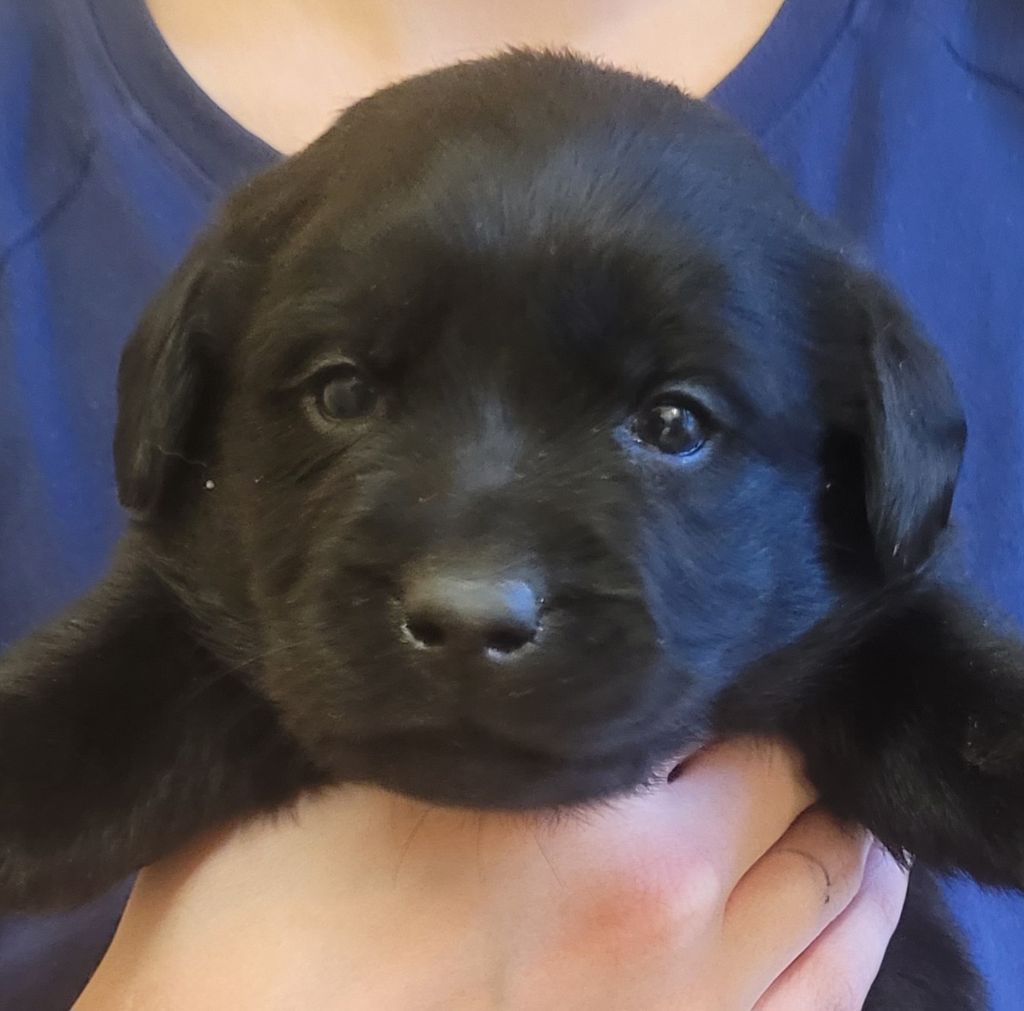 Des terres sacrees - Chiot disponible  - Labrador Retriever