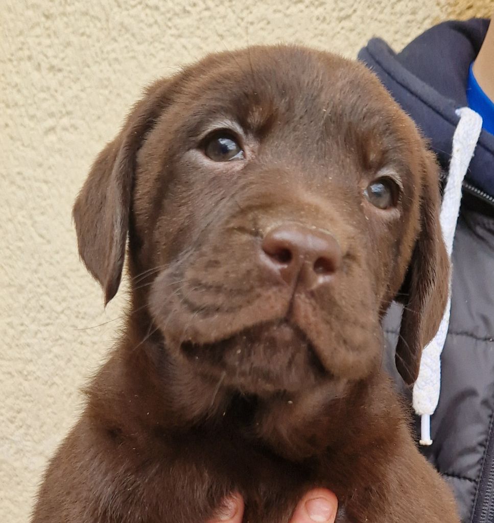 Des terres sacrees - Chiot disponible  - Labrador Retriever