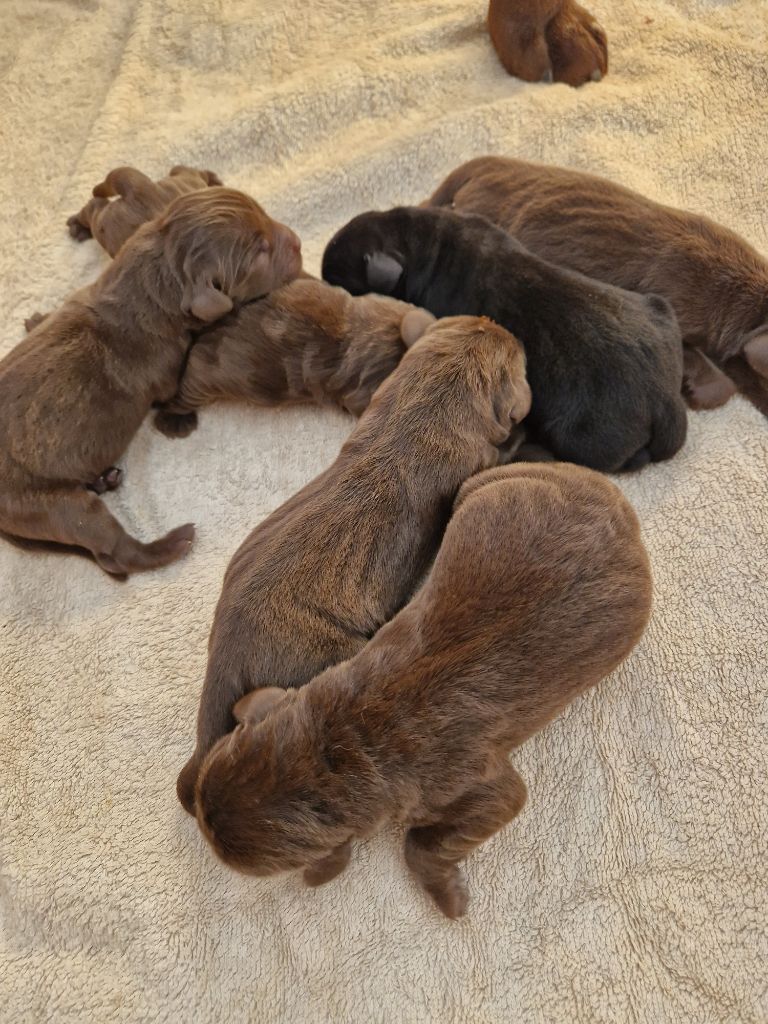 chiot Labrador Retriever Des terres sacrees