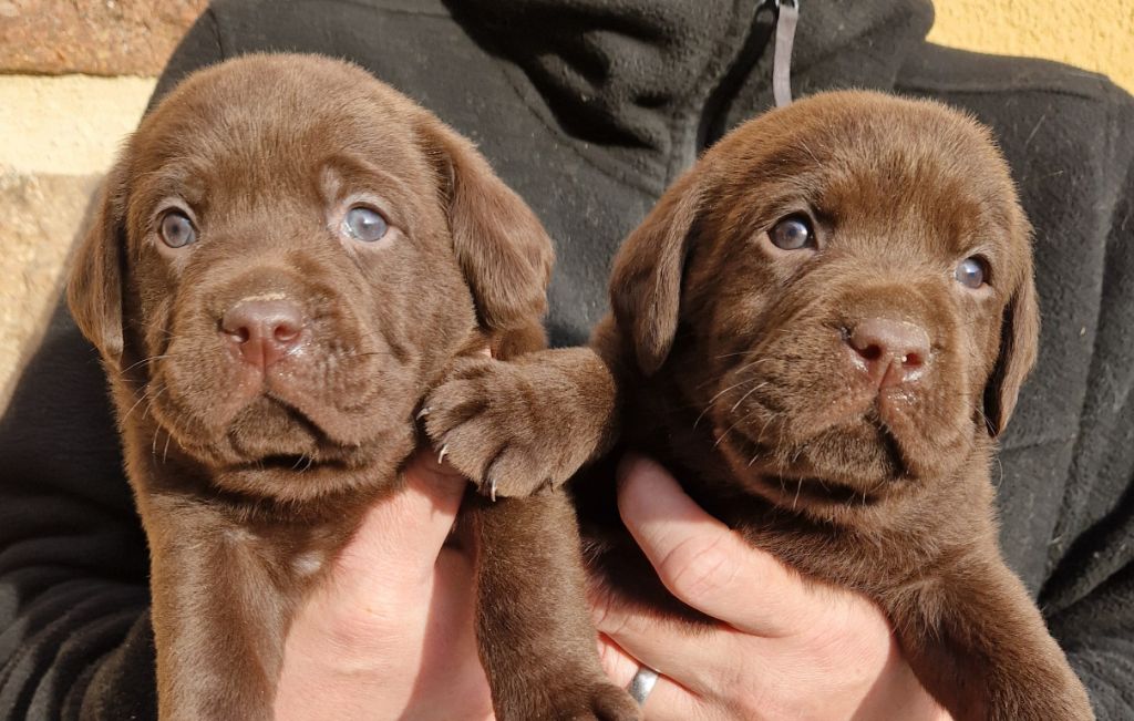 Des terres sacrees - Chiot disponible  - Labrador Retriever