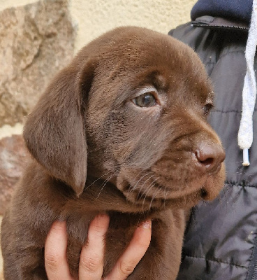 Des terres sacrees - Labrador Retriever - Portée née le 27/12/2024