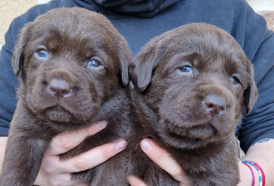 Des terres sacrees - Labrador Retriever - Portée née le 20/12/2024