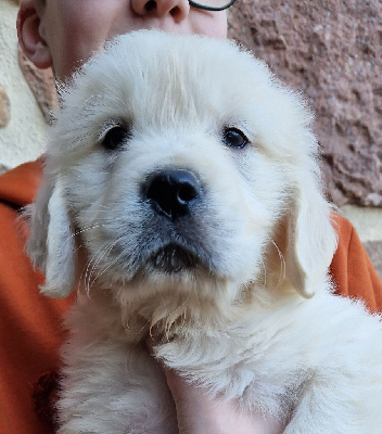 Des terres sacrees - Golden Retriever - Portée née le 29/10/2024