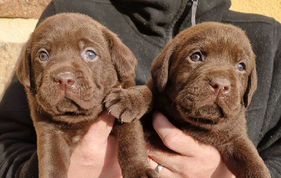 Des terres sacrees - Labrador Retriever - Portée née le 27/12/2024