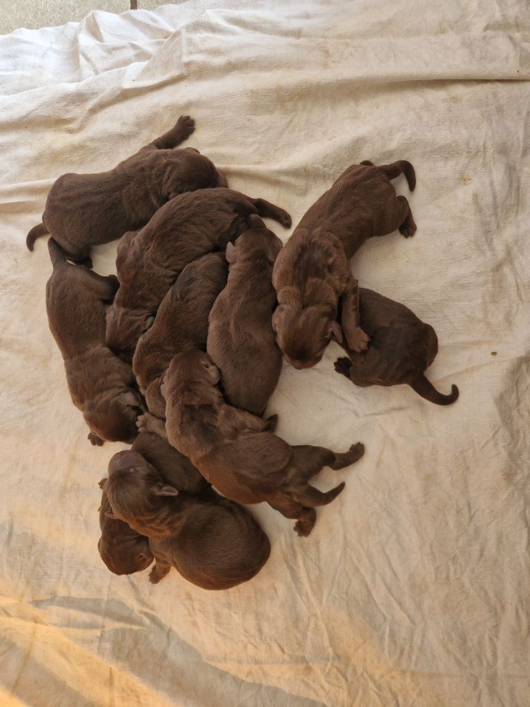 Des terres sacrees - Chiot disponible  - Labrador Retriever