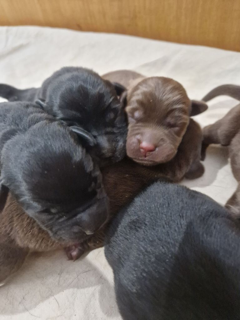 Des terres sacrees - Chiot disponible  - Labrador Retriever