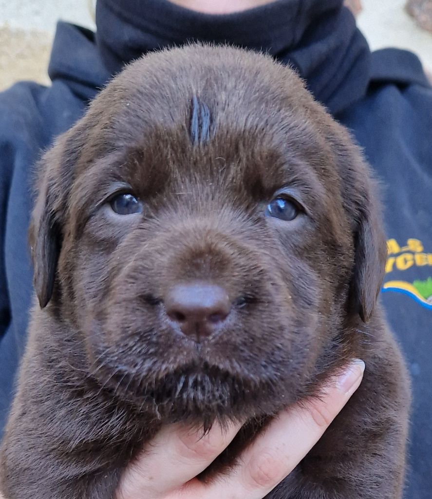 Des terres sacrees - Chiot disponible  - Labrador Retriever