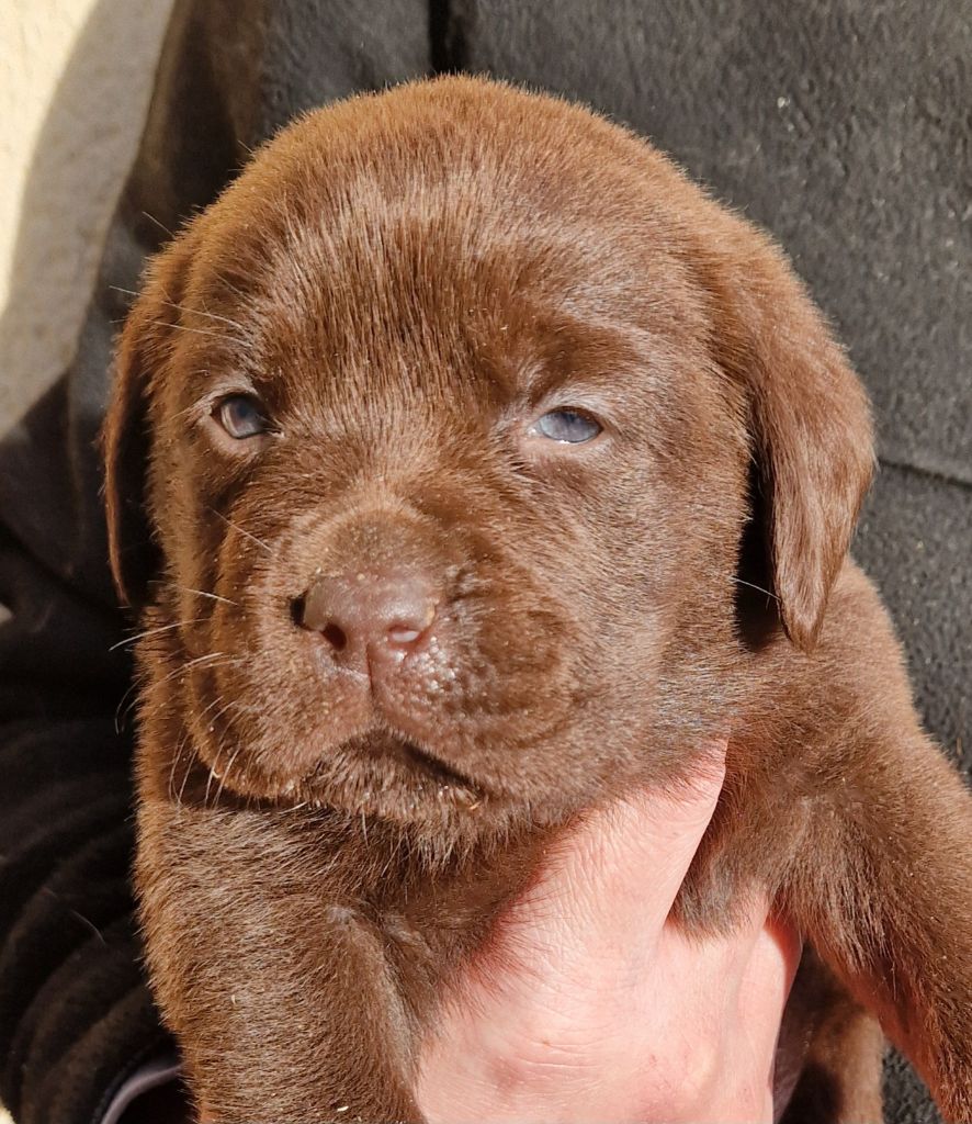 Des terres sacrees - Chiot disponible  - Labrador Retriever