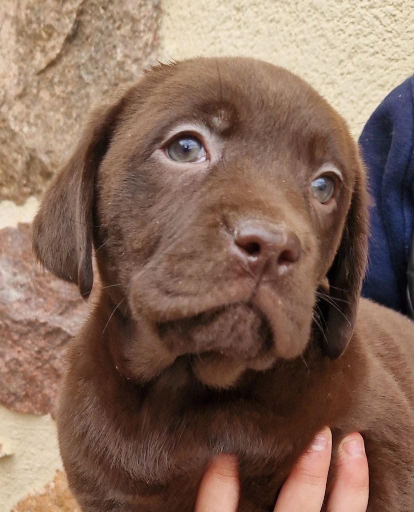 Des terres sacrees - Chiot disponible  - Labrador Retriever