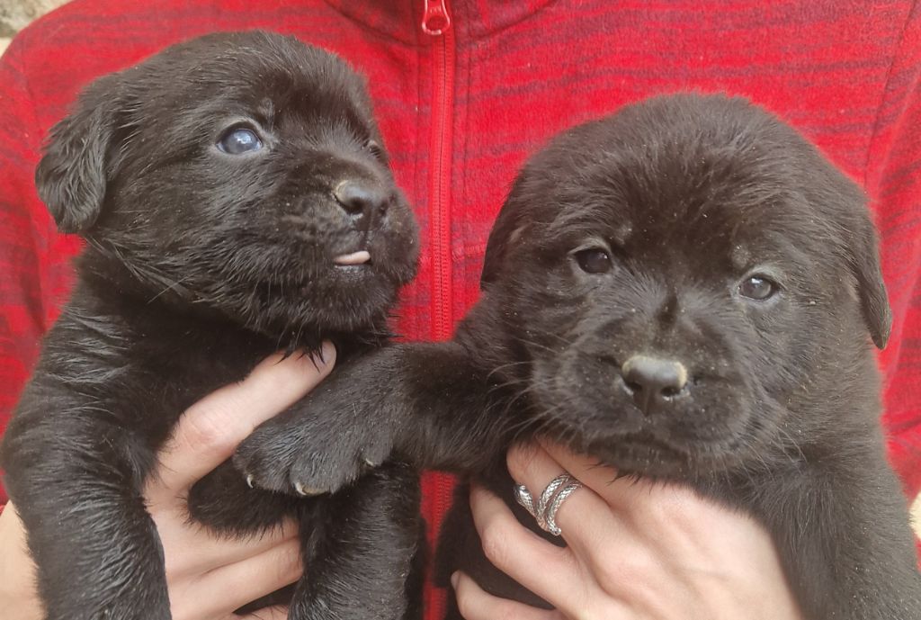 Des terres sacrees - Chiot disponible  - Labrador Retriever