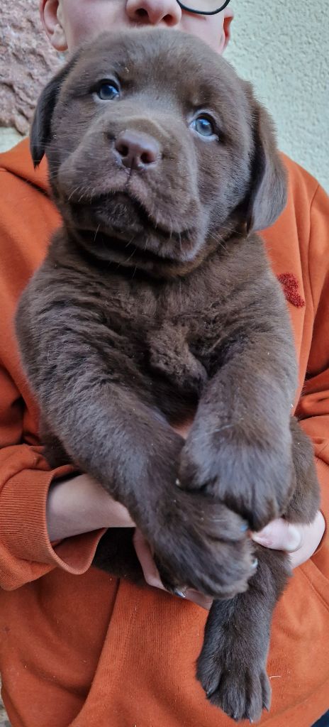 Des terres sacrees - Chiot disponible  - Labrador Retriever