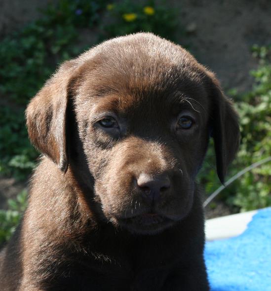 Nos chiots produit