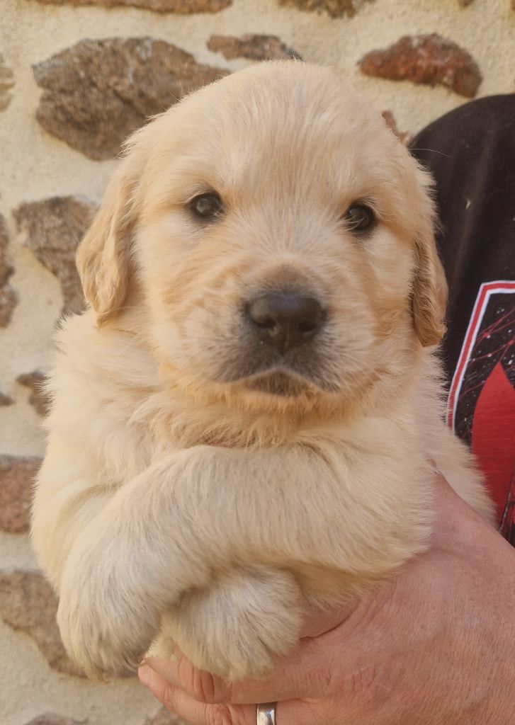 Des terres sacrees - Chiots disponibles - Golden Retriever
