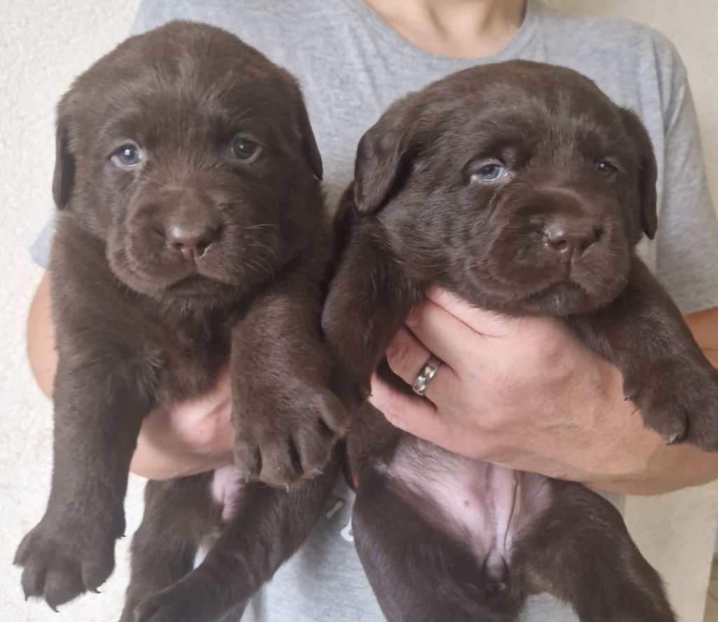 Des terres sacrees - Chiots disponibles - Labrador Retriever