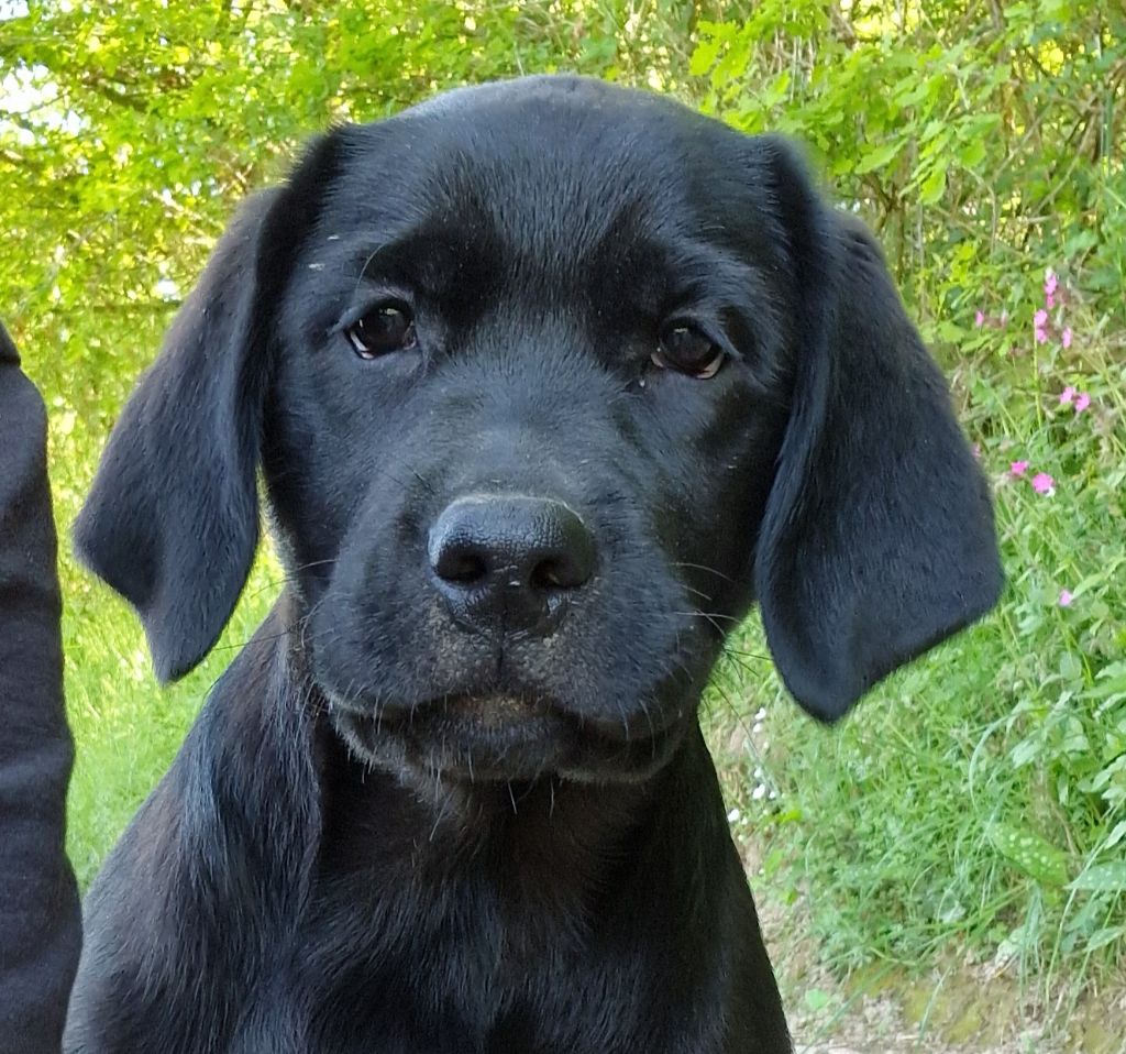 Des terres sacrees - Chiots disponibles - Labrador Retriever