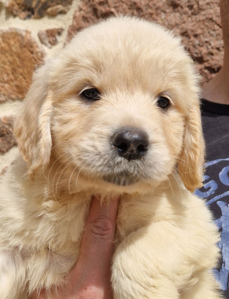 Des terres sacrees - Chiots disponibles - Golden Retriever
