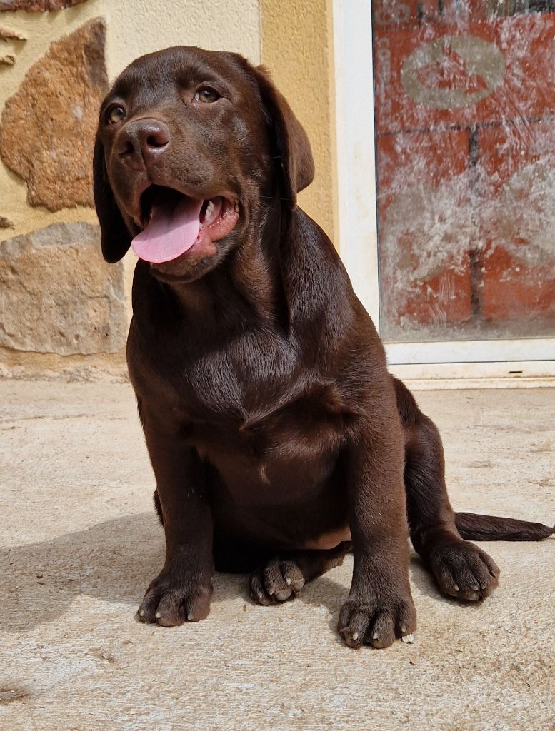 Des terres sacrees - Chiots disponibles - Labrador Retriever