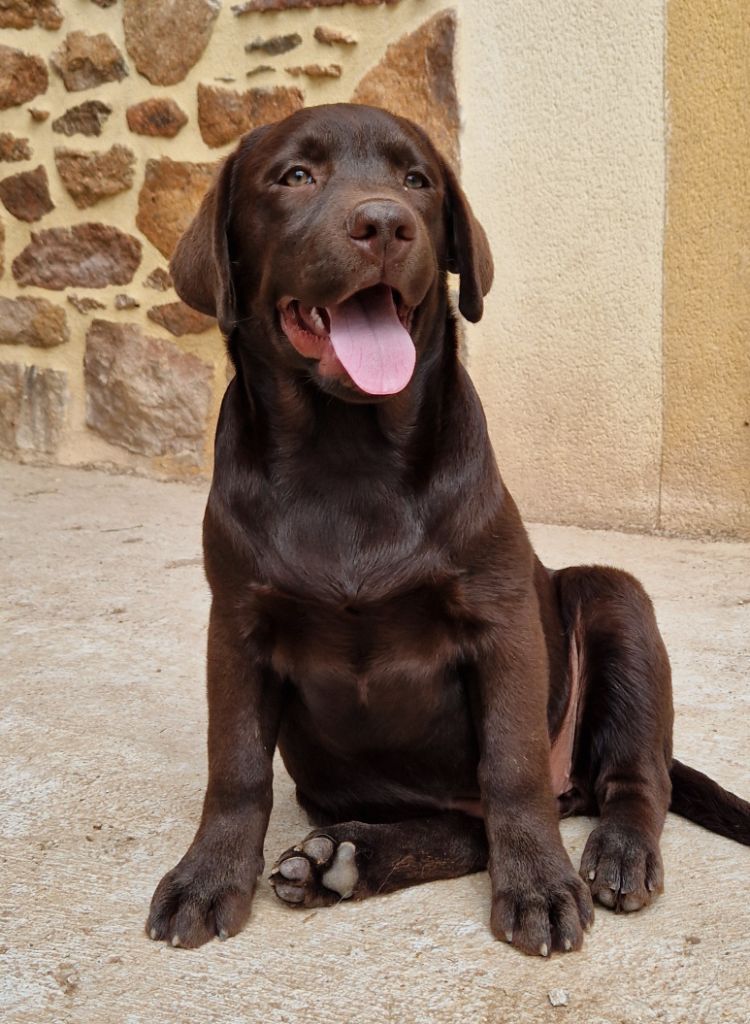 Chiot Labrador Retriever Des terres sacrees