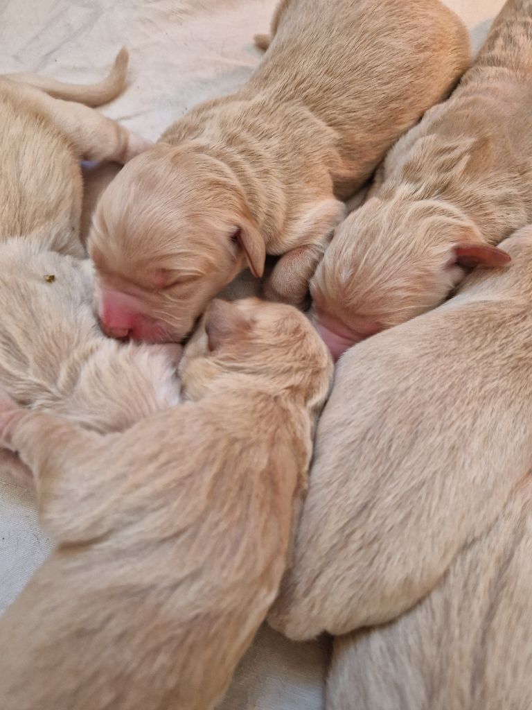 Des terres sacrees - Chiots disponibles - Golden Retriever