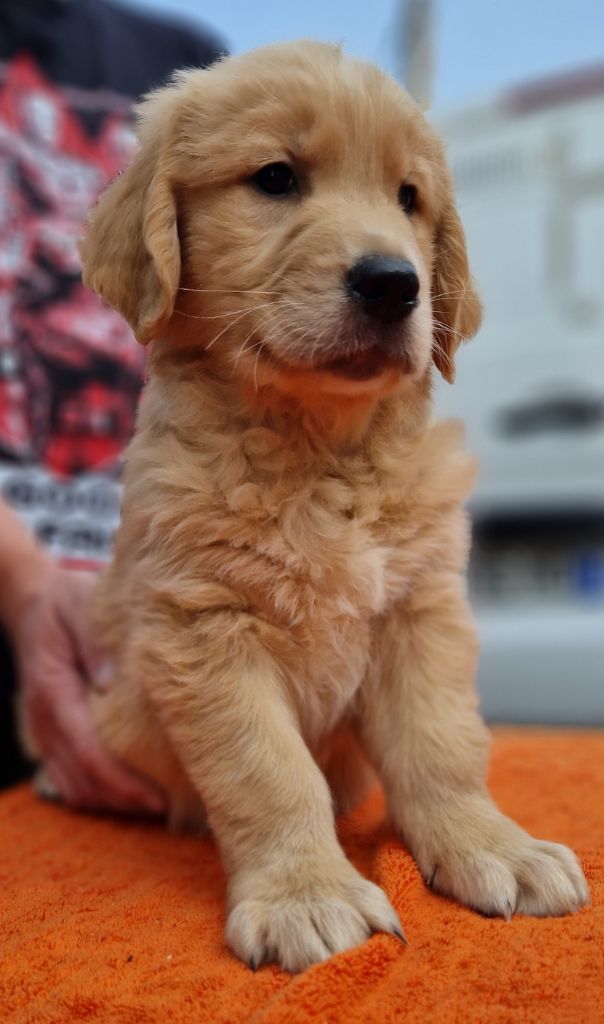 Chiot Golden Retriever Des terres sacrees