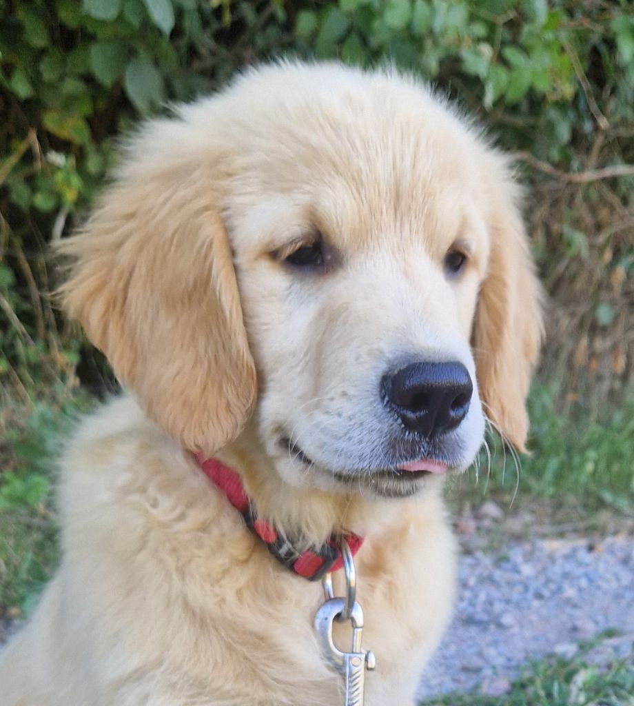 Des terres sacrees - Chiots disponibles - Golden Retriever