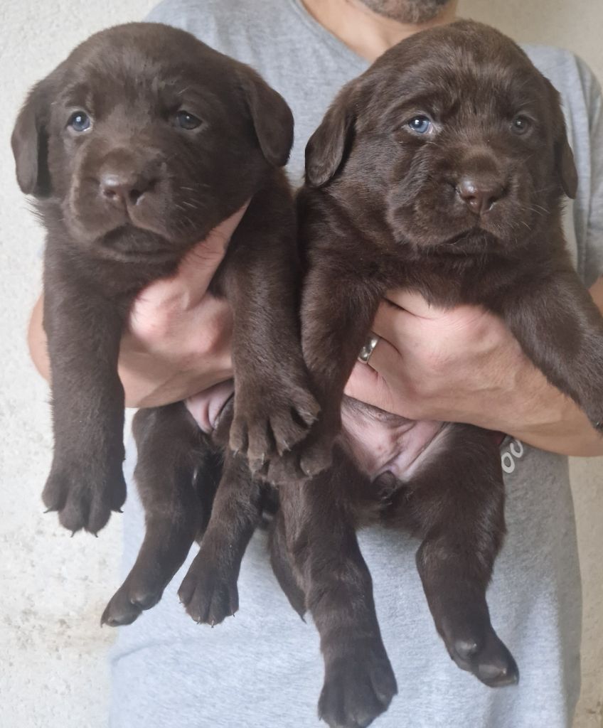 Chiot Labrador Retriever Des terres sacrees