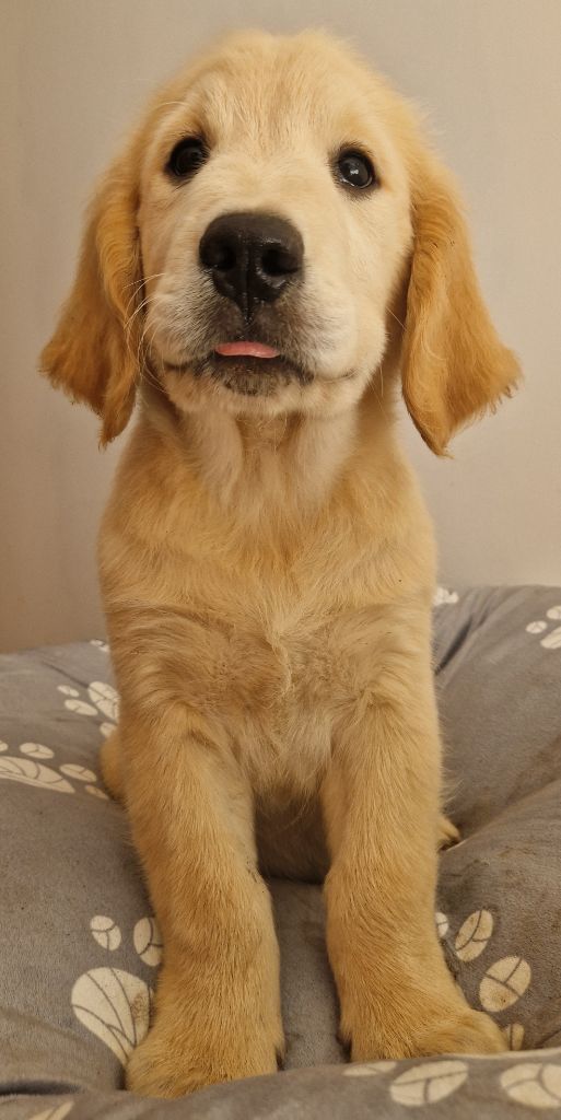 Des terres sacrees - Chiots disponibles - Golden Retriever