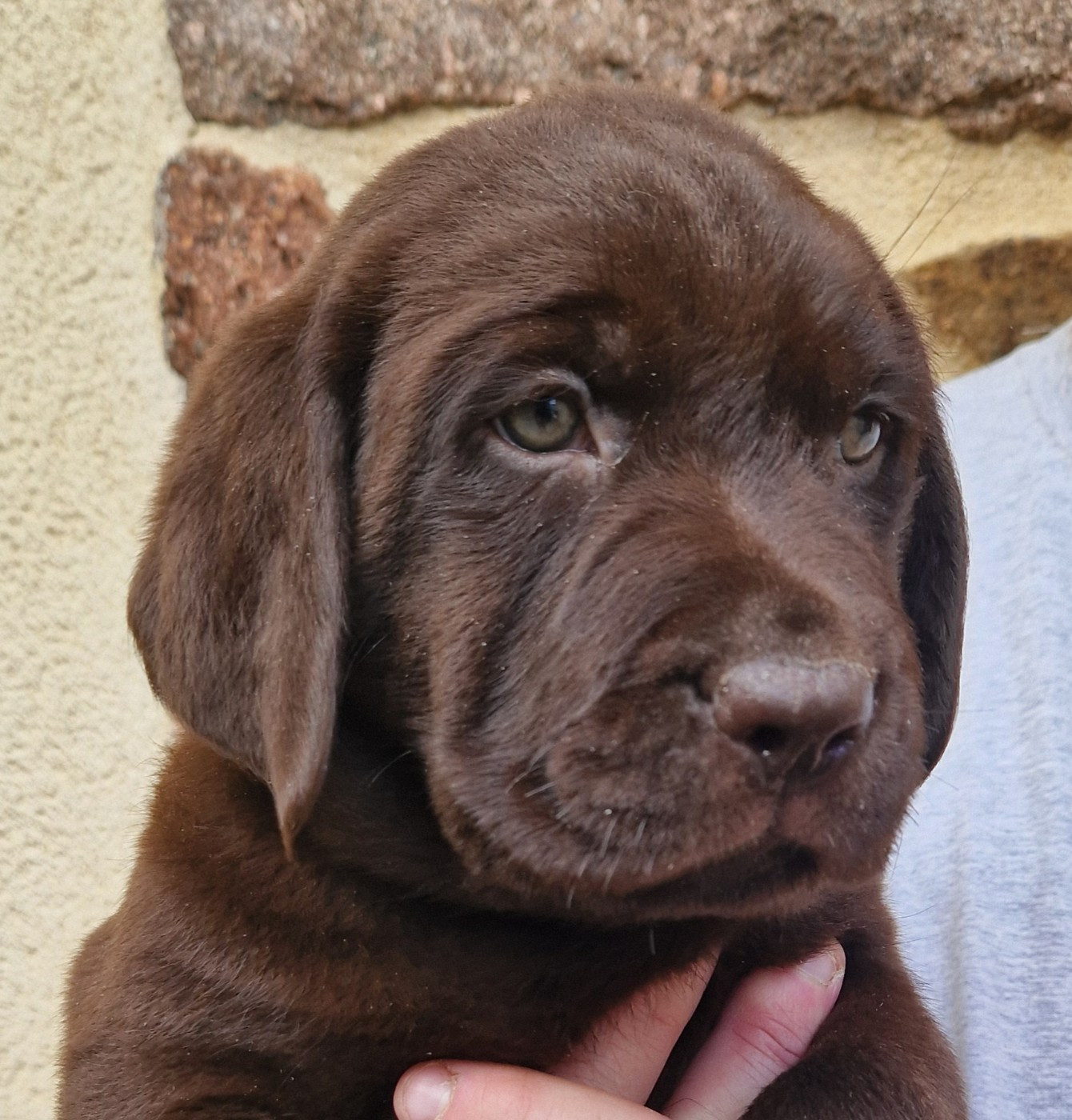 Chiot Labrador Retriever Des terres sacrees