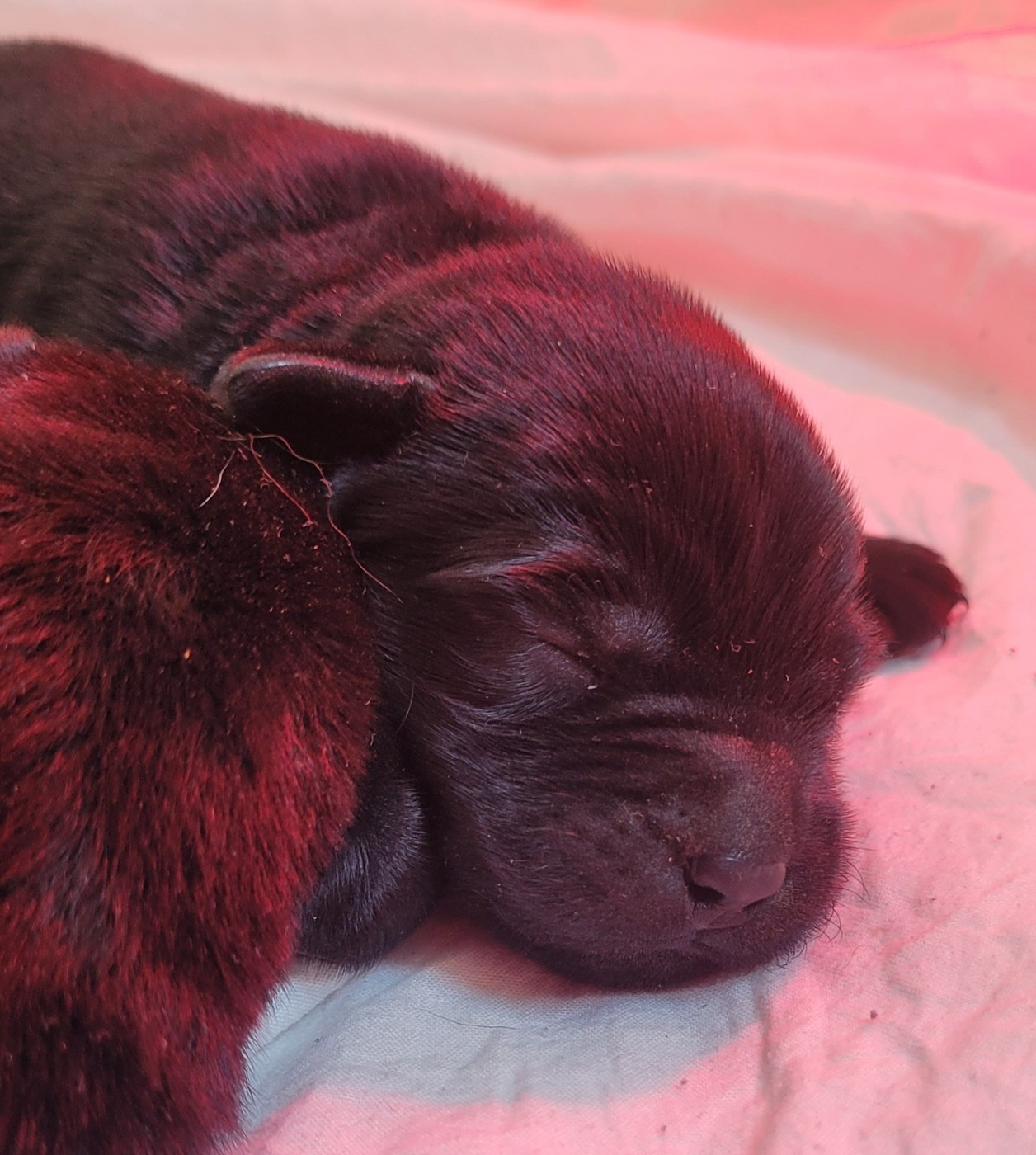 Chiot Labrador Retriever Des terres sacrees