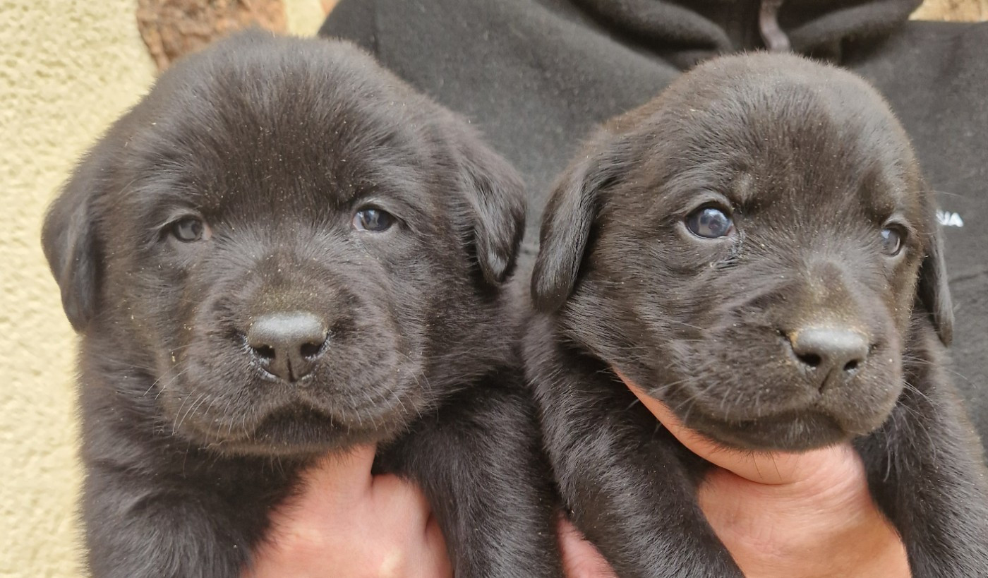 Des terres sacrees - Chiots disponibles - Labrador Retriever