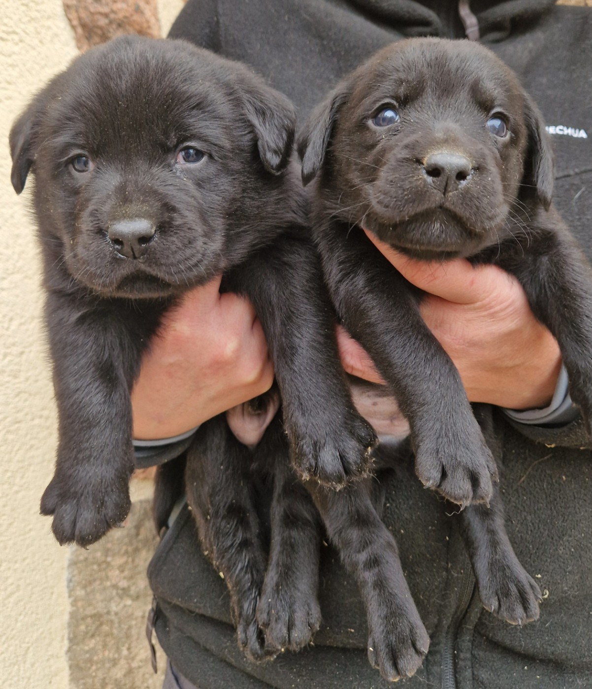 Des terres sacrees - Chiots disponibles - Labrador Retriever