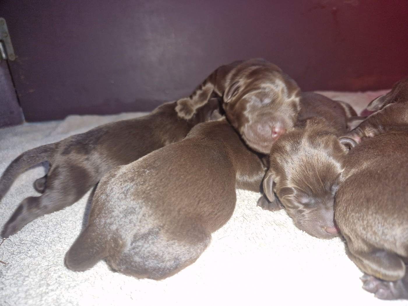 Des terres sacrees - Chiots disponibles - Labrador Retriever