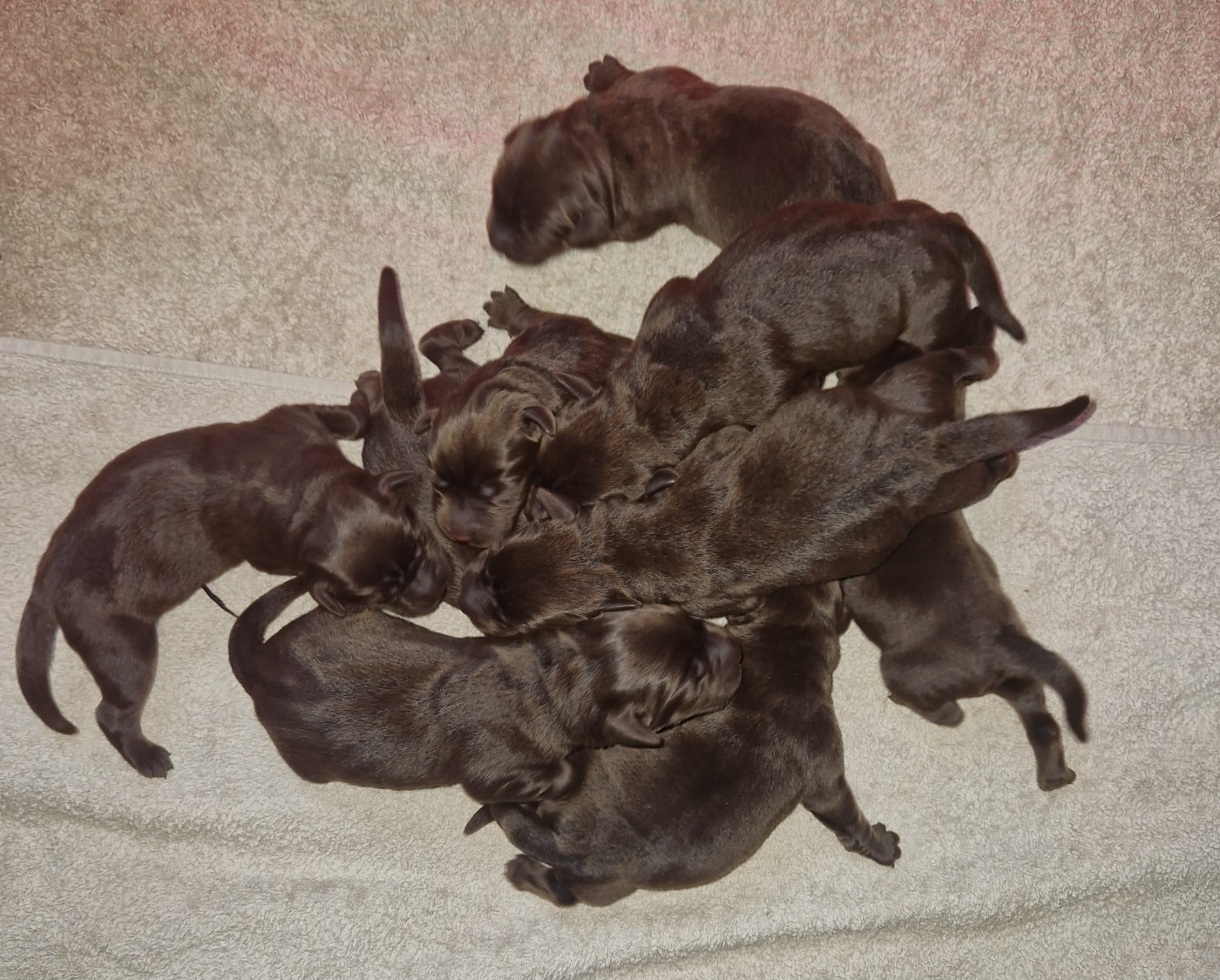 Des terres sacrees - Chiots disponibles - Labrador Retriever