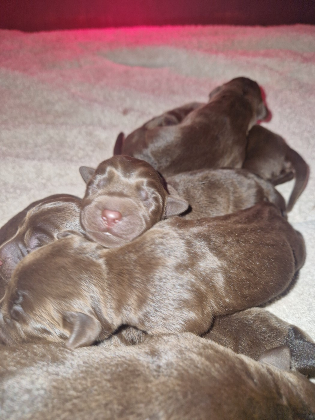 Des terres sacrees - Chiots disponibles - Labrador Retriever