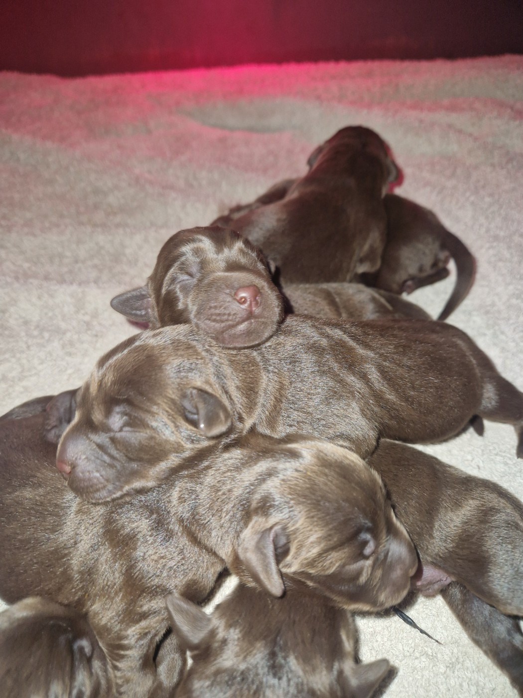 Des terres sacrees - Chiots disponibles - Labrador Retriever