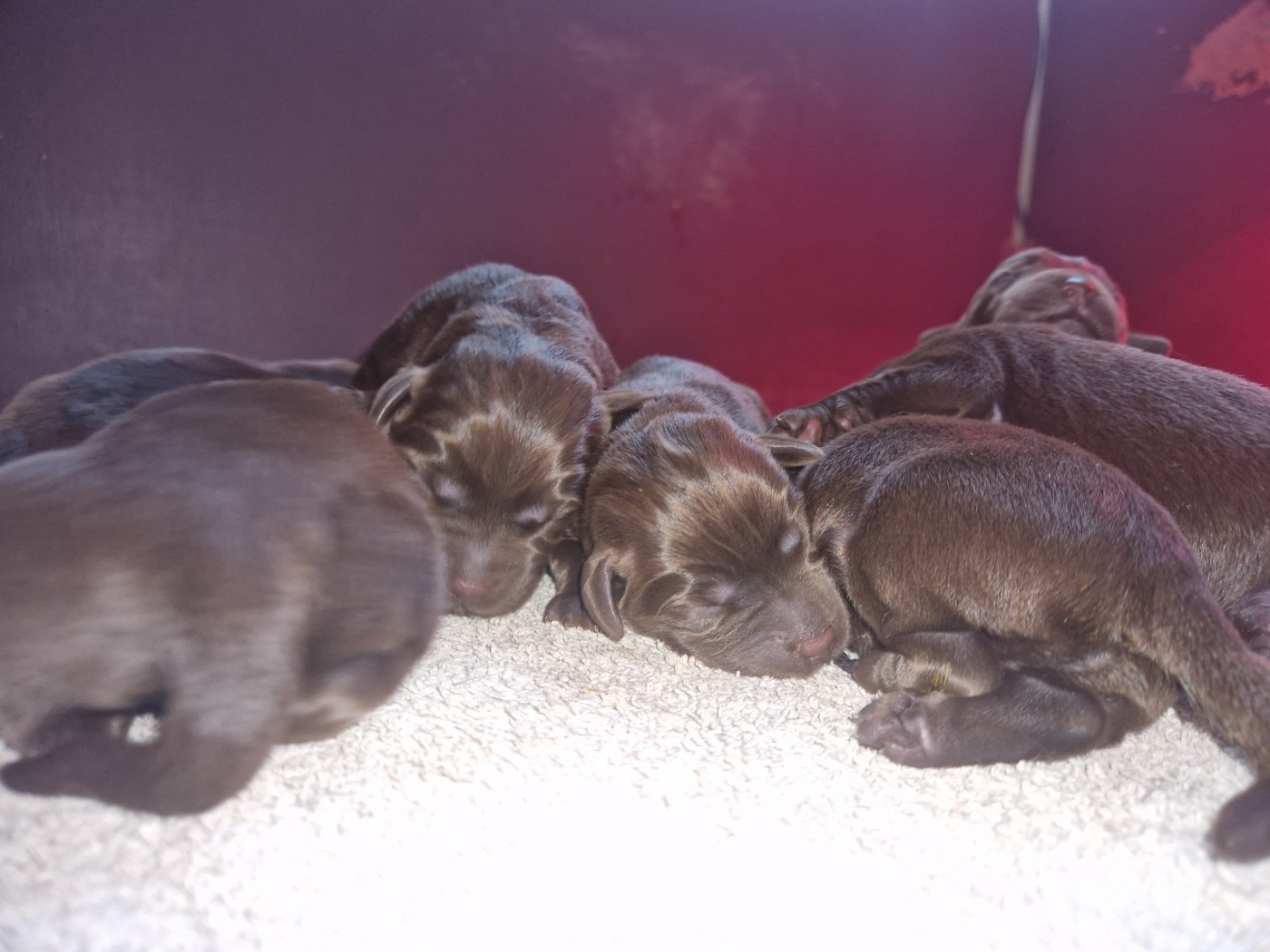 Des terres sacrees - Chiots disponibles - Labrador Retriever