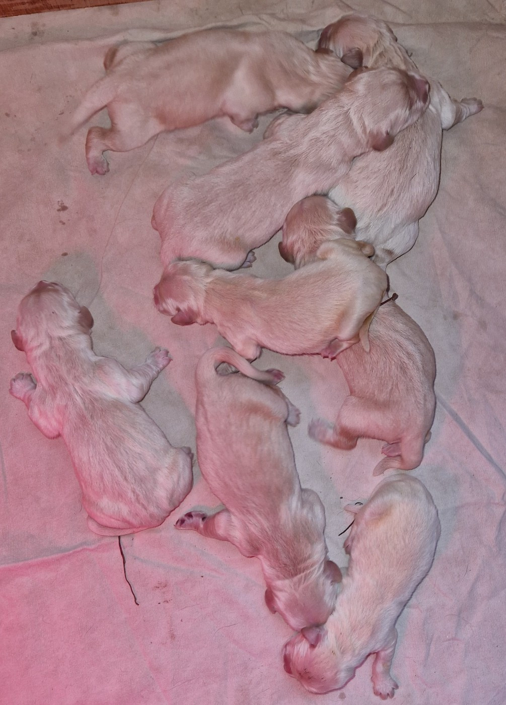 Des terres sacrees - Chiots disponibles - Golden Retriever