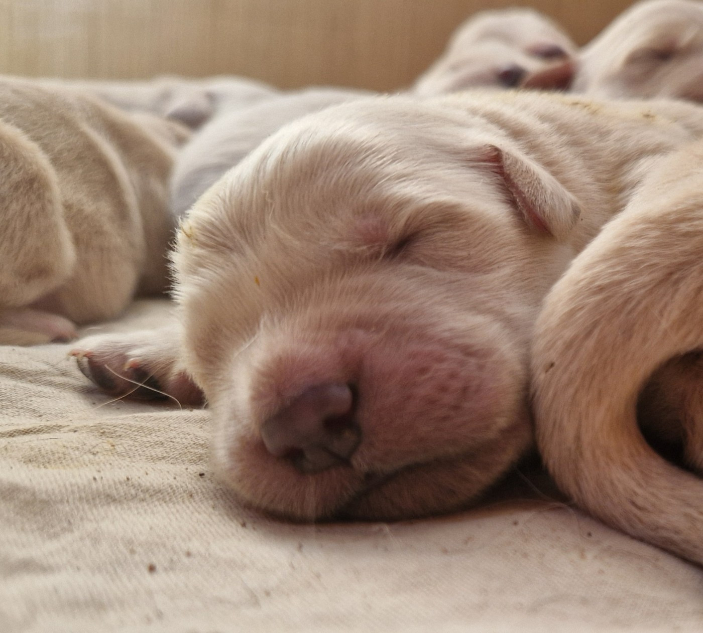 Des terres sacrees - Chiots disponibles - Golden Retriever