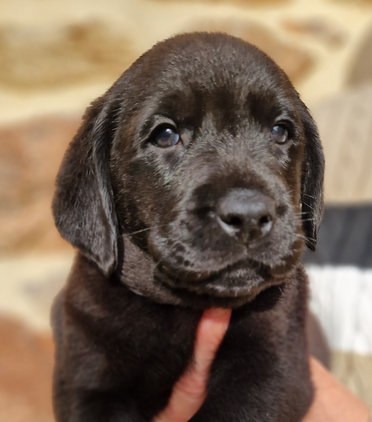 Des terres sacrees - Chiots disponibles - Labrador Retriever