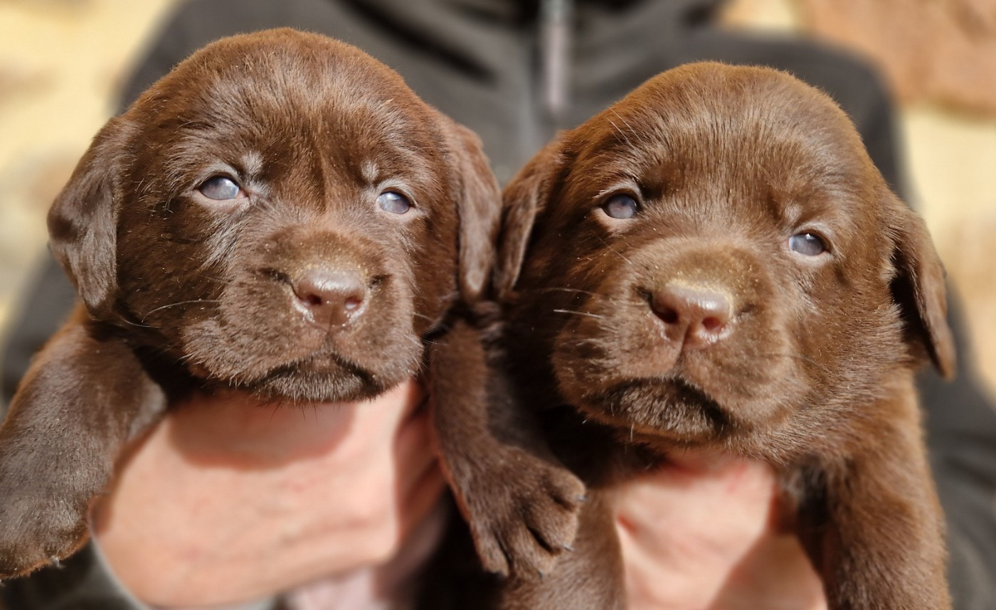 Des terres sacrees - Labrador Retriever - Portée née le 22/01/2026