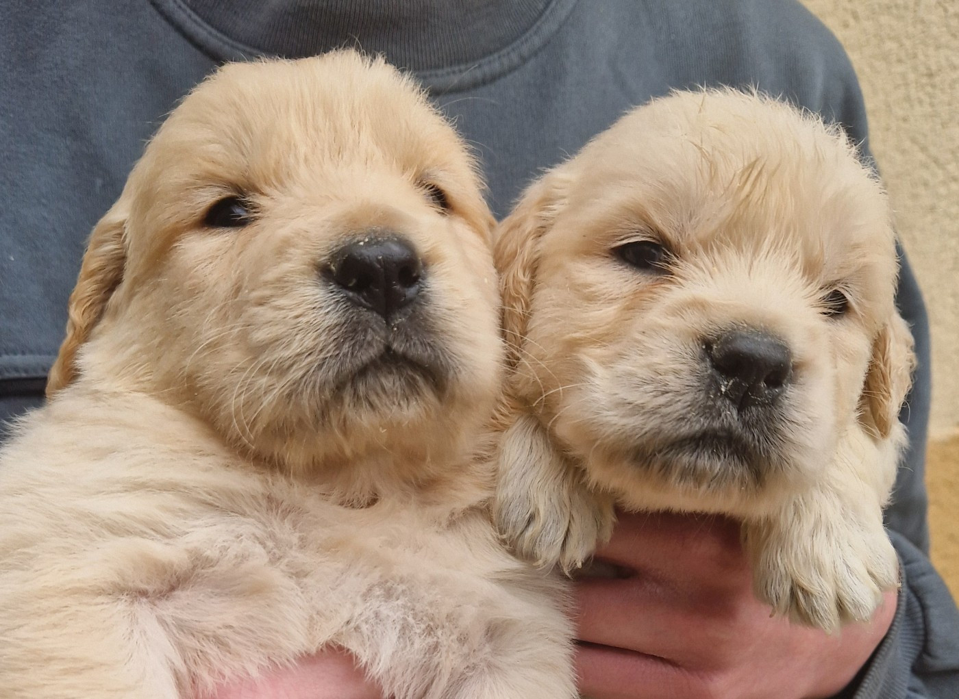 Des terres sacrees - Chiots disponibles - Golden Retriever