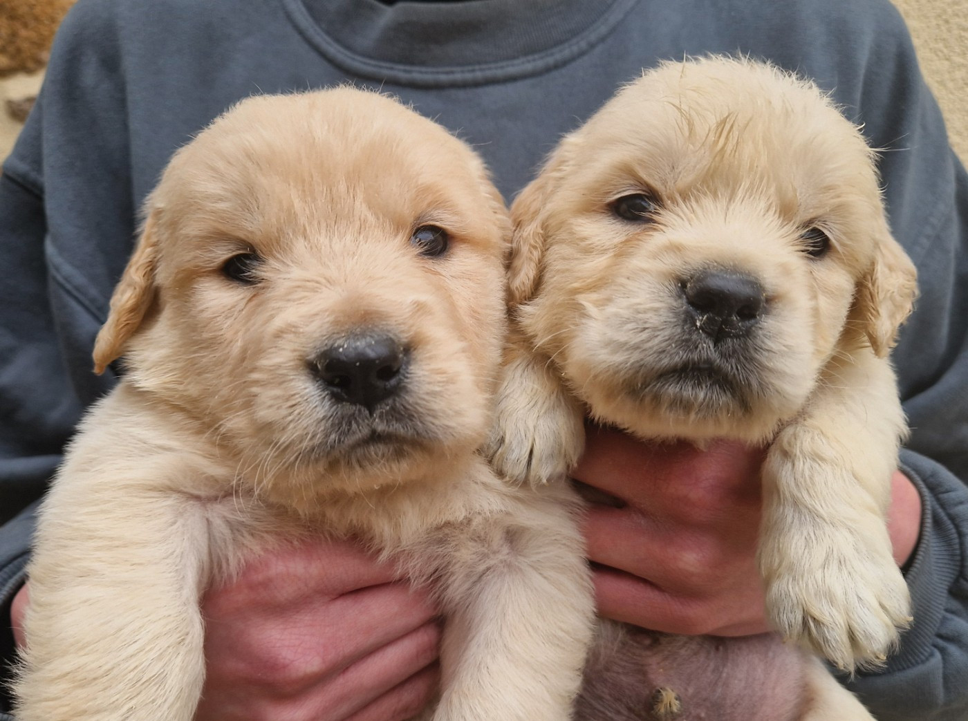 Des terres sacrees - Chiots disponibles - Golden Retriever