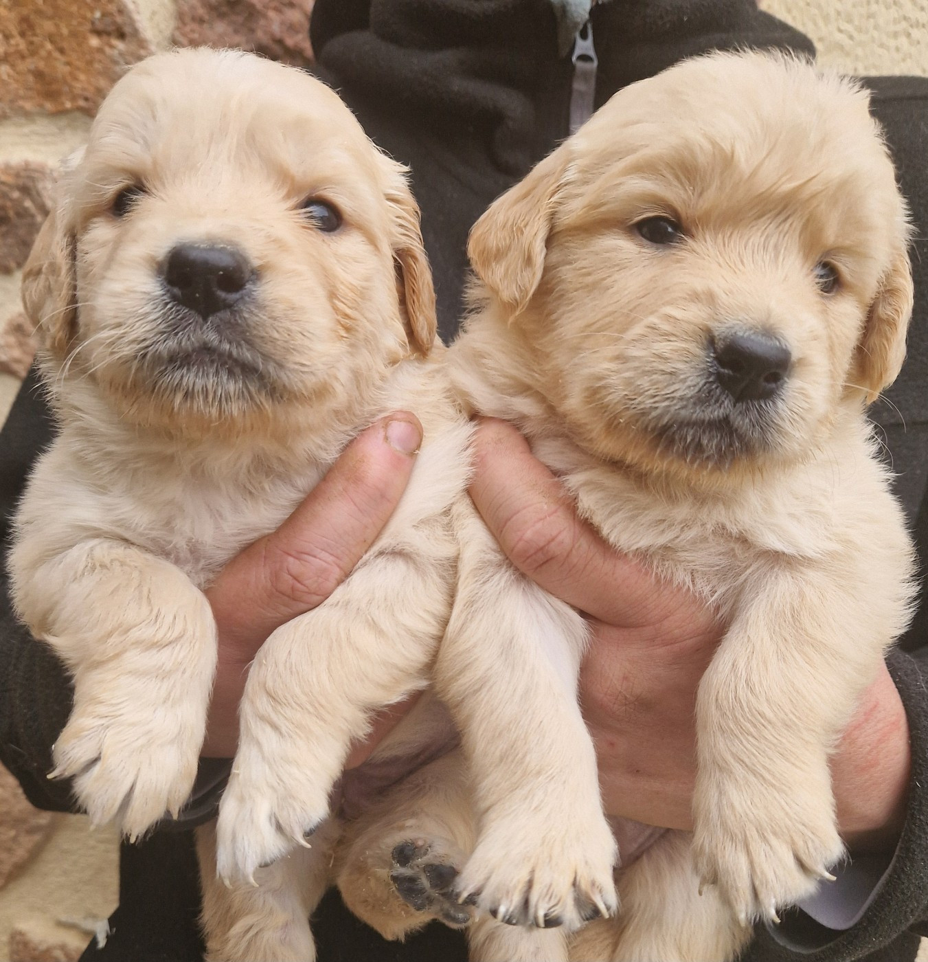 Des terres sacrees - Chiots disponibles - Golden Retriever