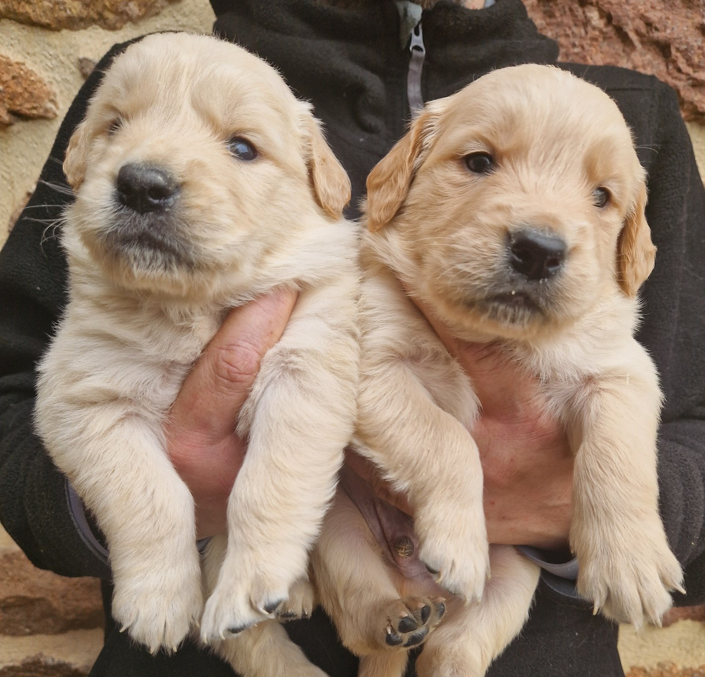 Des terres sacrees - Chiots disponibles - Golden Retriever