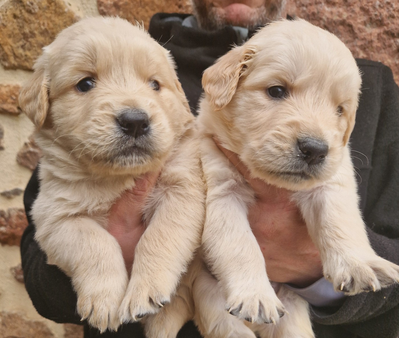 Des terres sacrees - Chiots disponibles - Golden Retriever