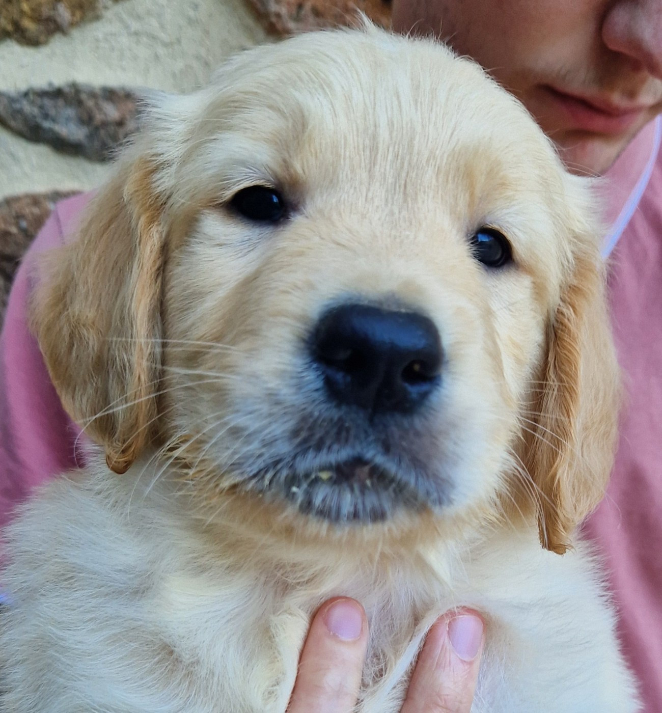Des terres sacrees - Chiots disponibles - Golden Retriever