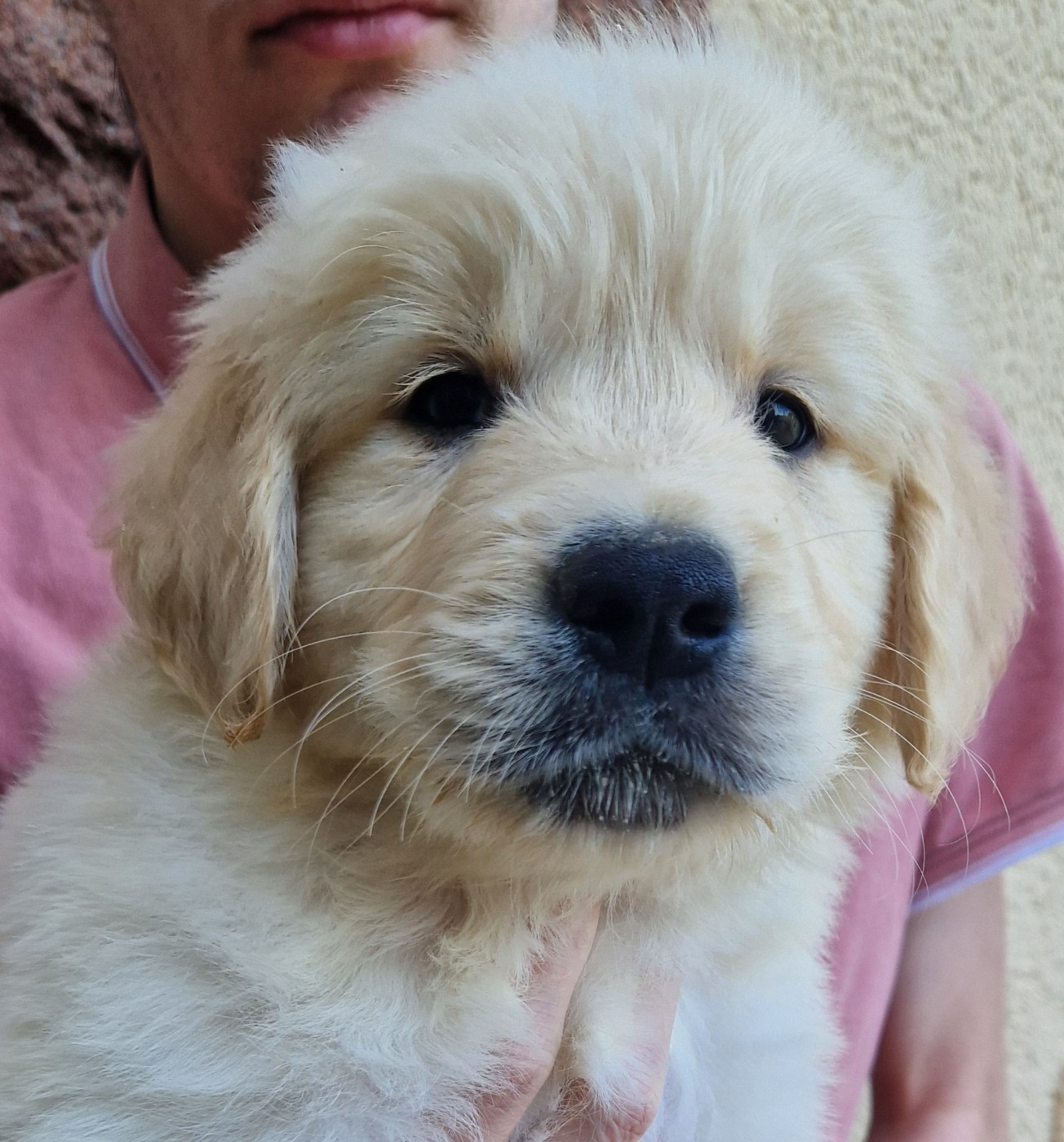 Des terres sacrees - Chiots disponibles - Golden Retriever