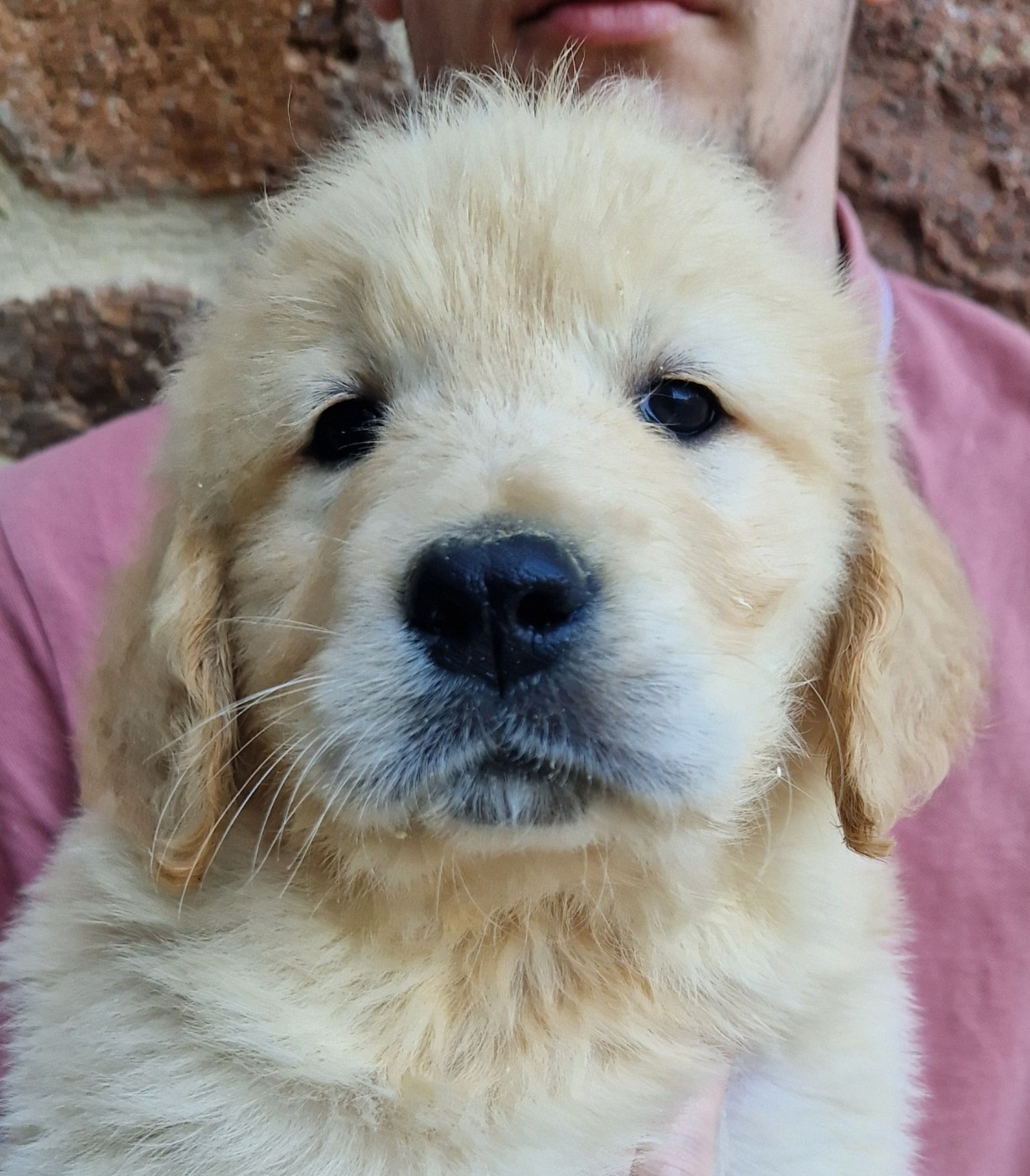 Des terres sacrees - Chiots disponibles - Golden Retriever